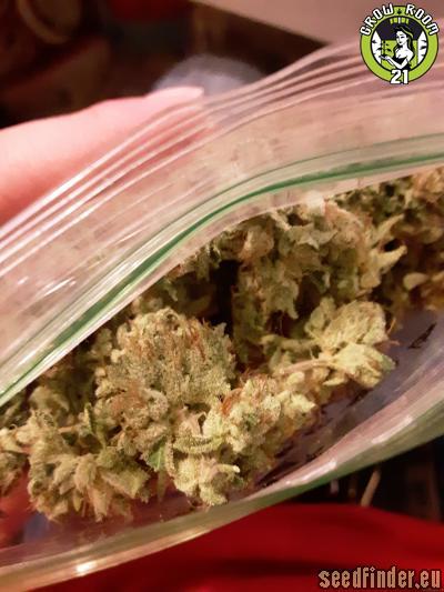 Bild von Samoa Kush
