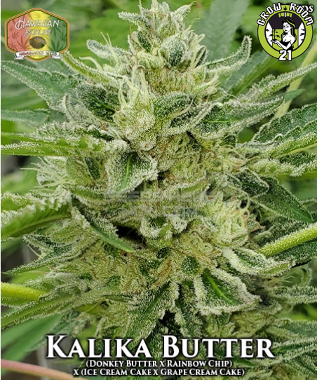 Bild von Kalika Butter