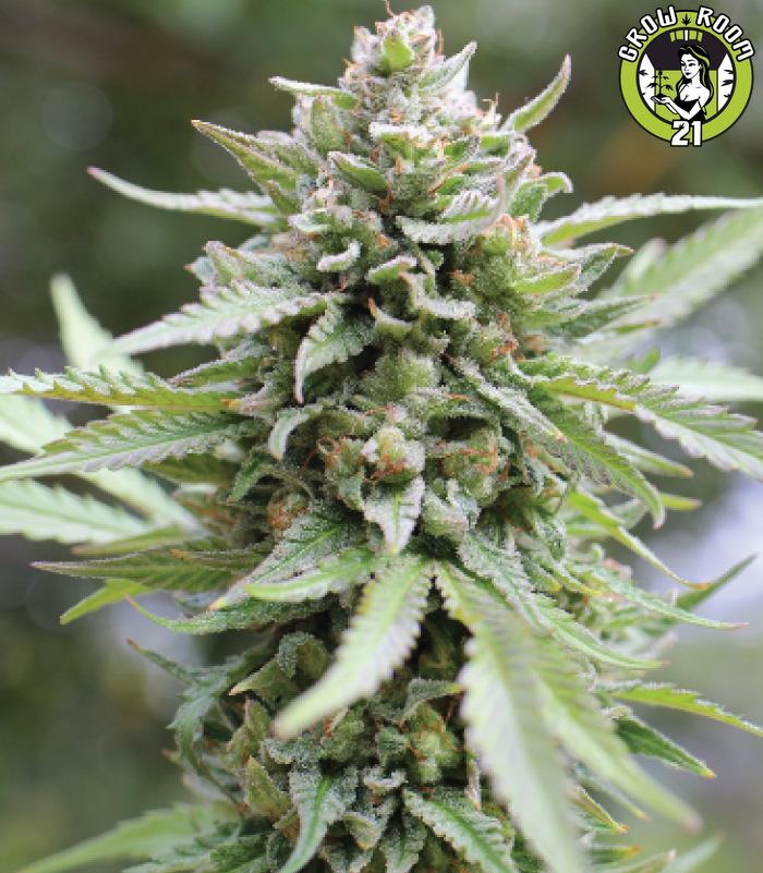 Bild von Lemongrass Auto