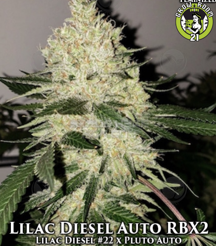 Bild von Lilac Diesel Auto