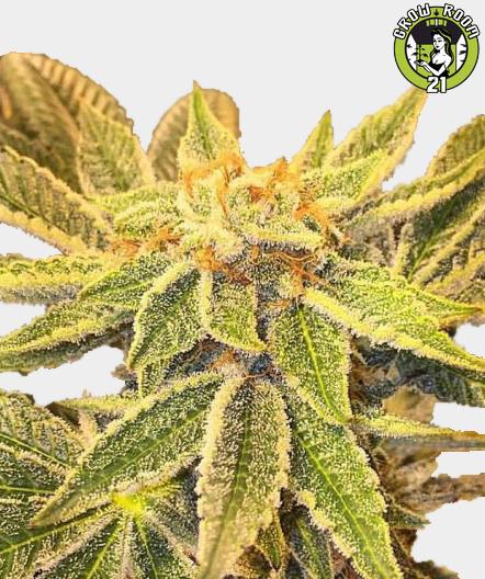 Bild von Wedding Cake