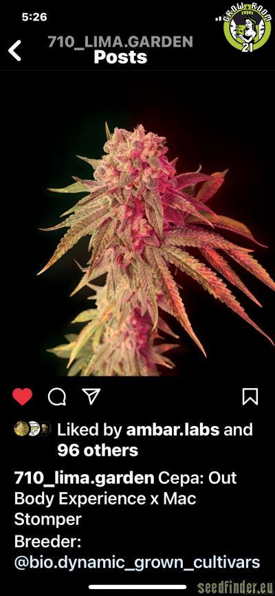 Bild von Mac Stomper  x Out of Body Experience x Mendobreath F3