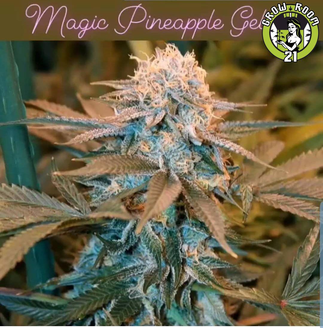 Bild von Magic Pineapple Gelato