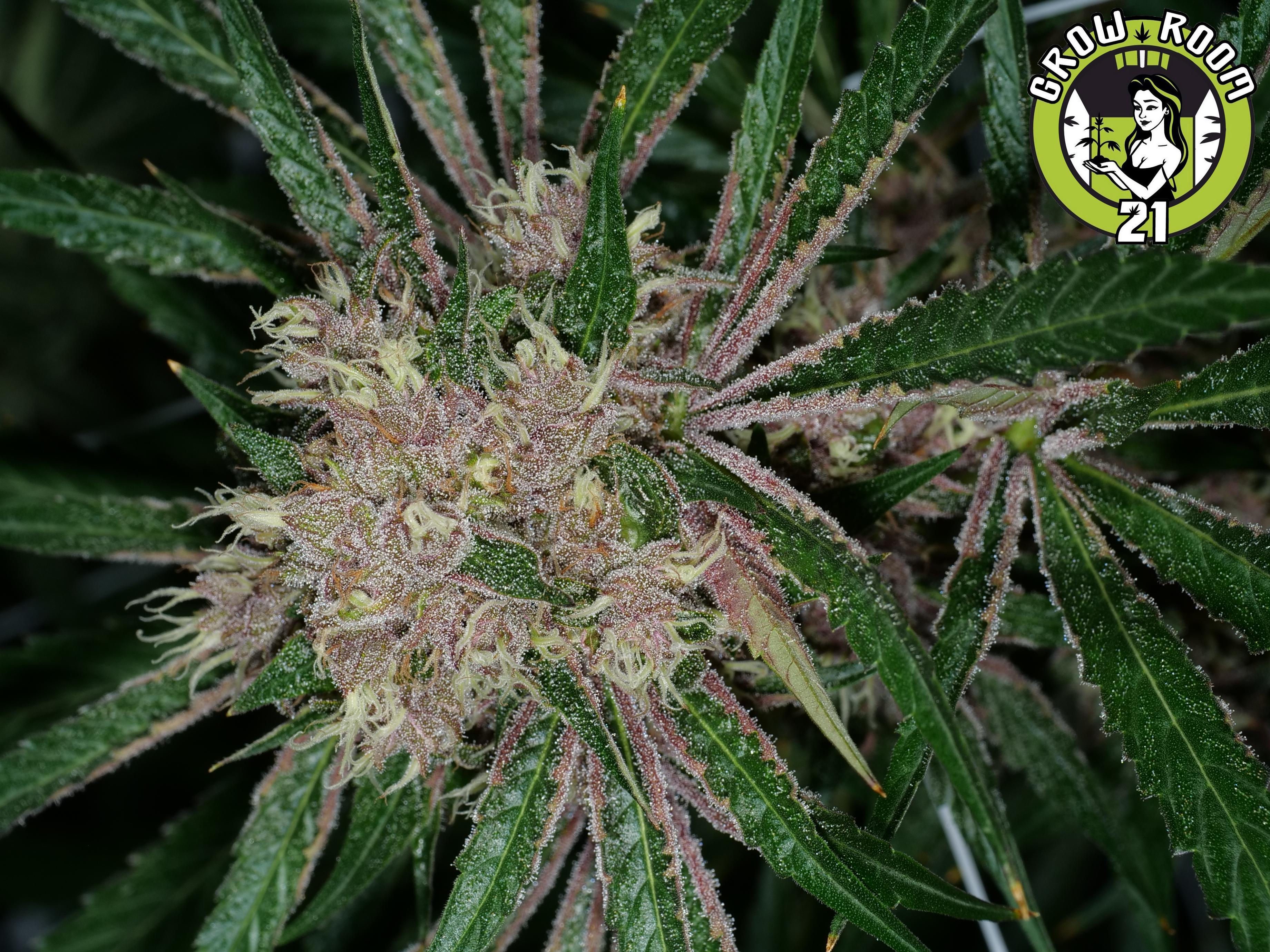 Bild von Moby Grape Bx1