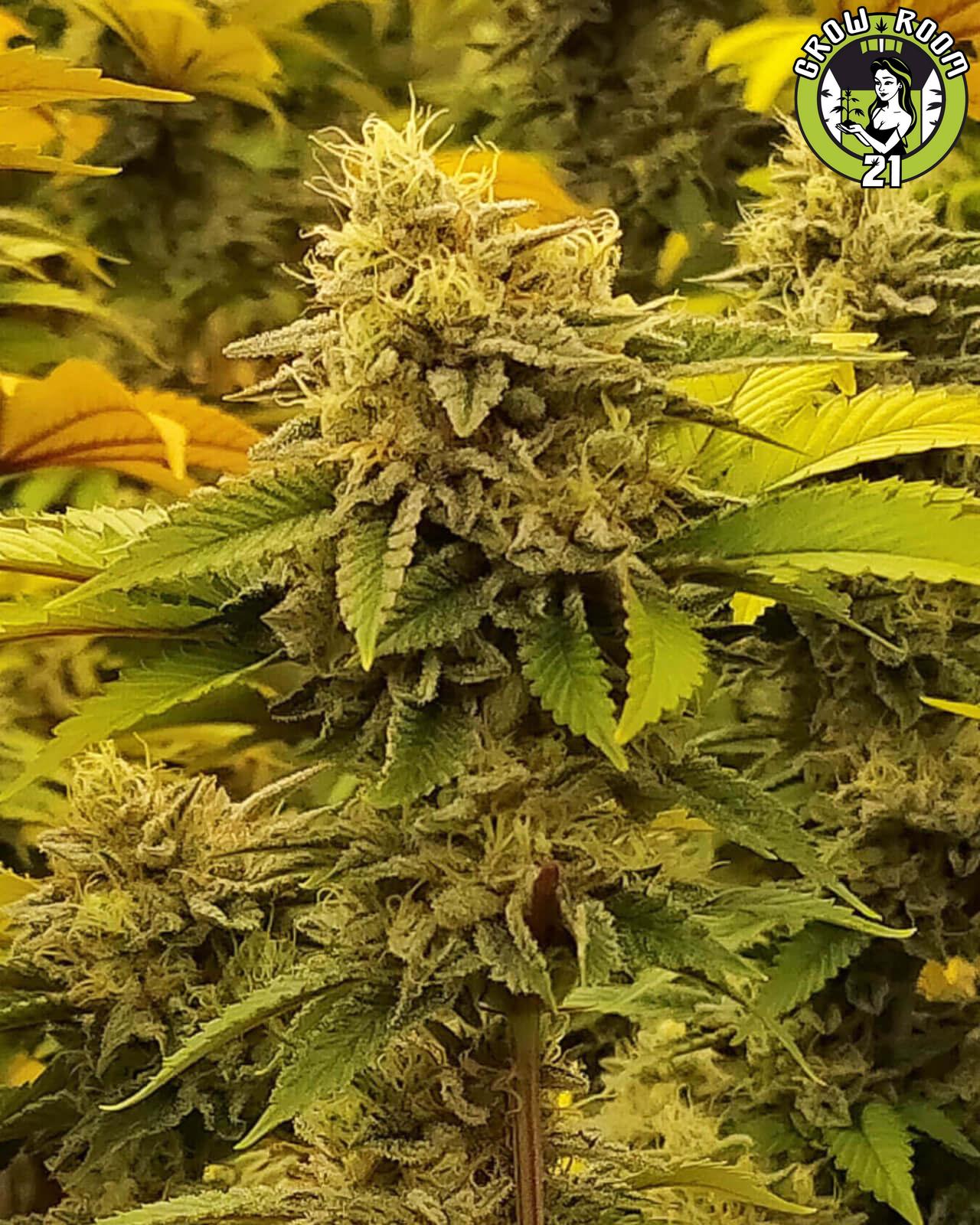 Bild von Monkey Grease