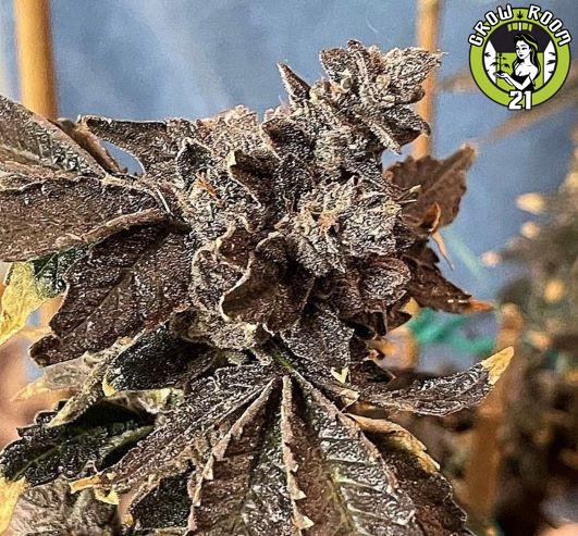 Bild von OakLickz