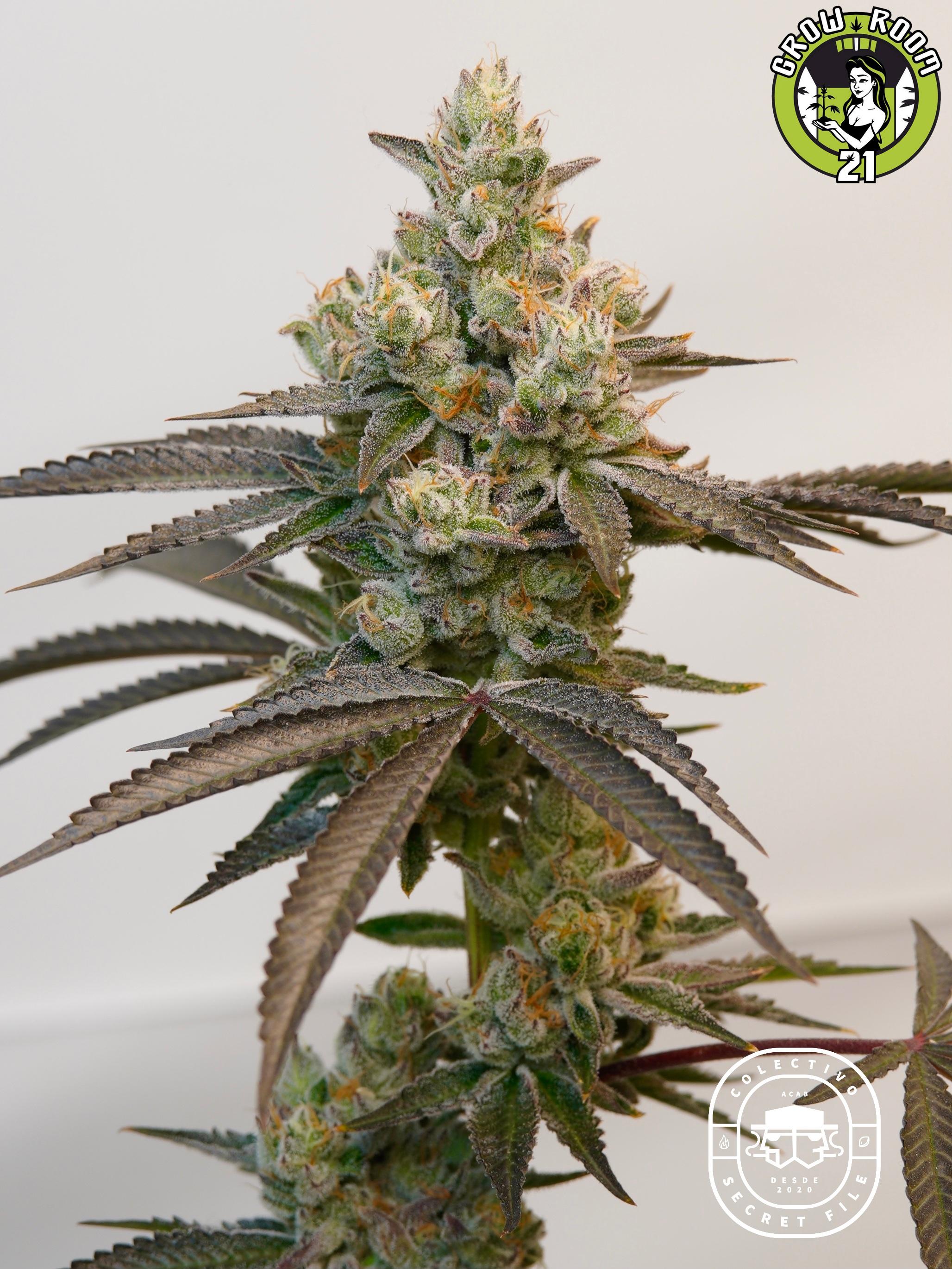 Bild von Platinum Kush Breath 3 x Golden Cobra