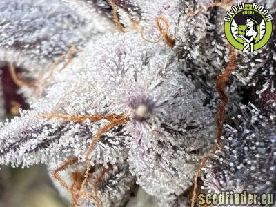 Bild von Platinum Truffles