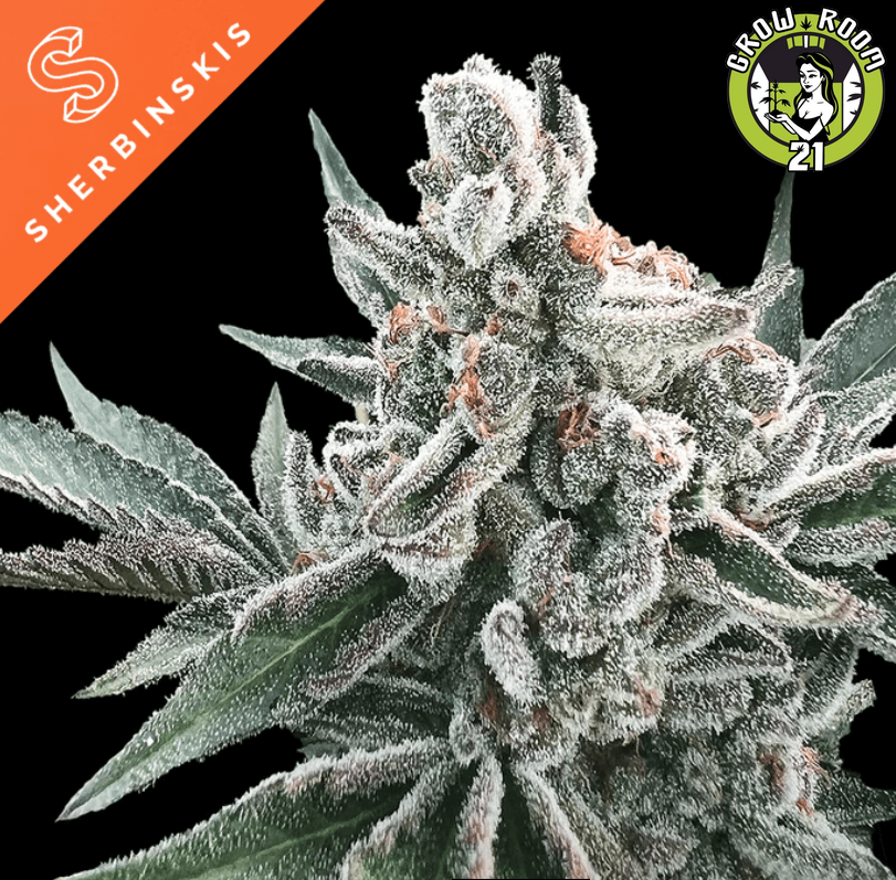 Bild von Polar Gelato Auto