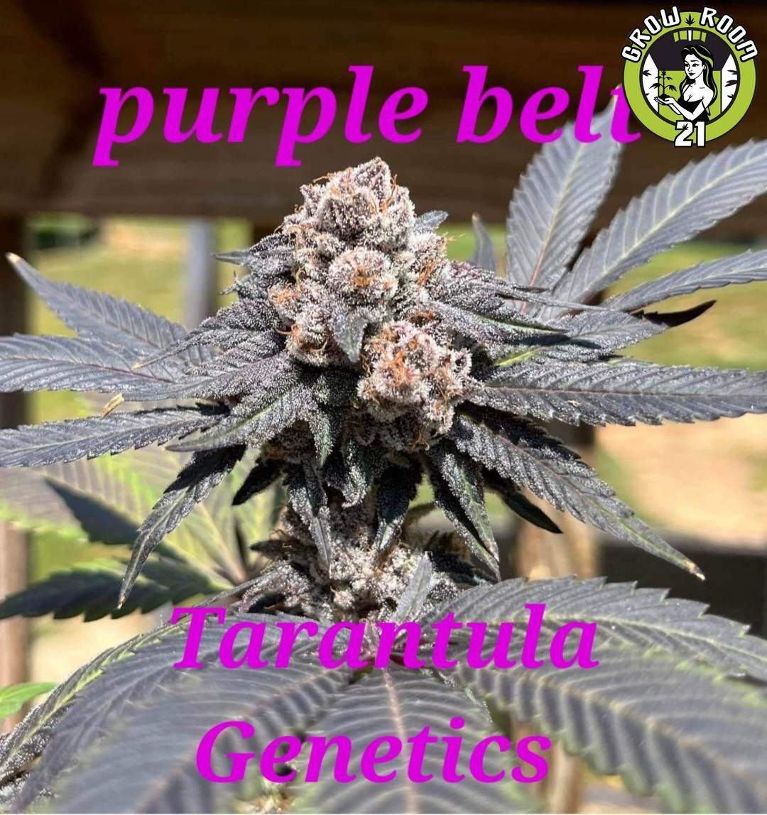 Bild von Purple Belt