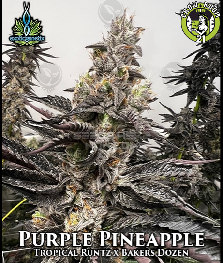 Bild von Purple Pineapple
