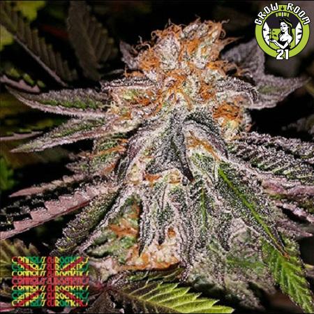 Bild von Strawberry Cookies