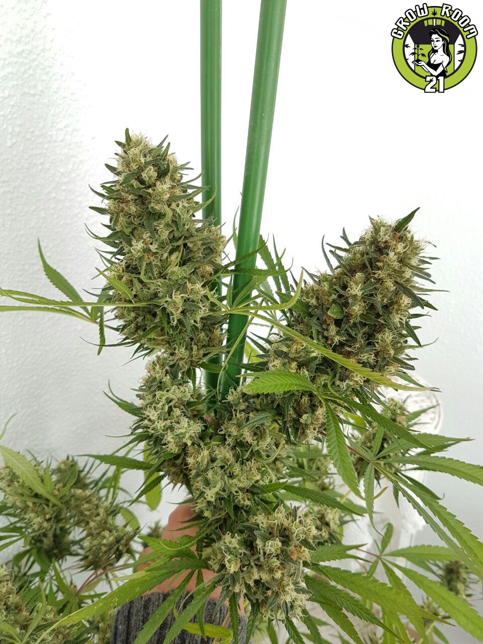 Bild von Strawberry Diesel