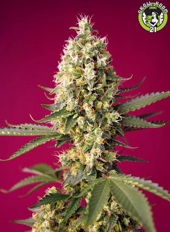 Bild von Skywalker OG Runtz XL Auto