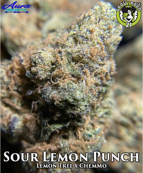 Bild von Sour Lemon Punch