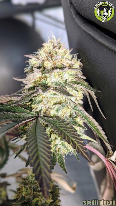 Bild von Southwest Cookies