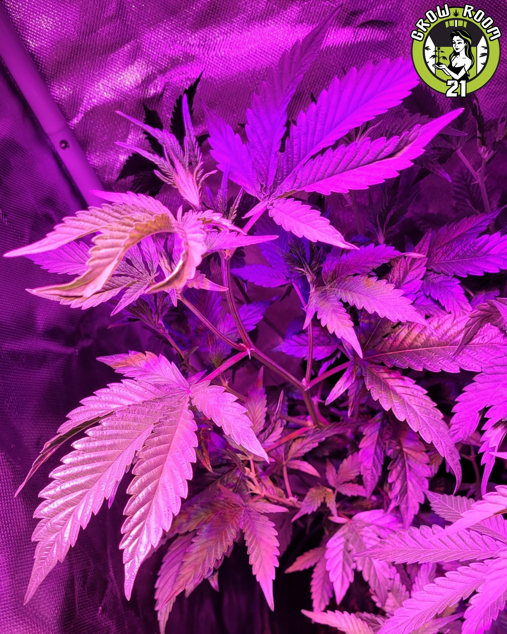 Bild von Space Fries