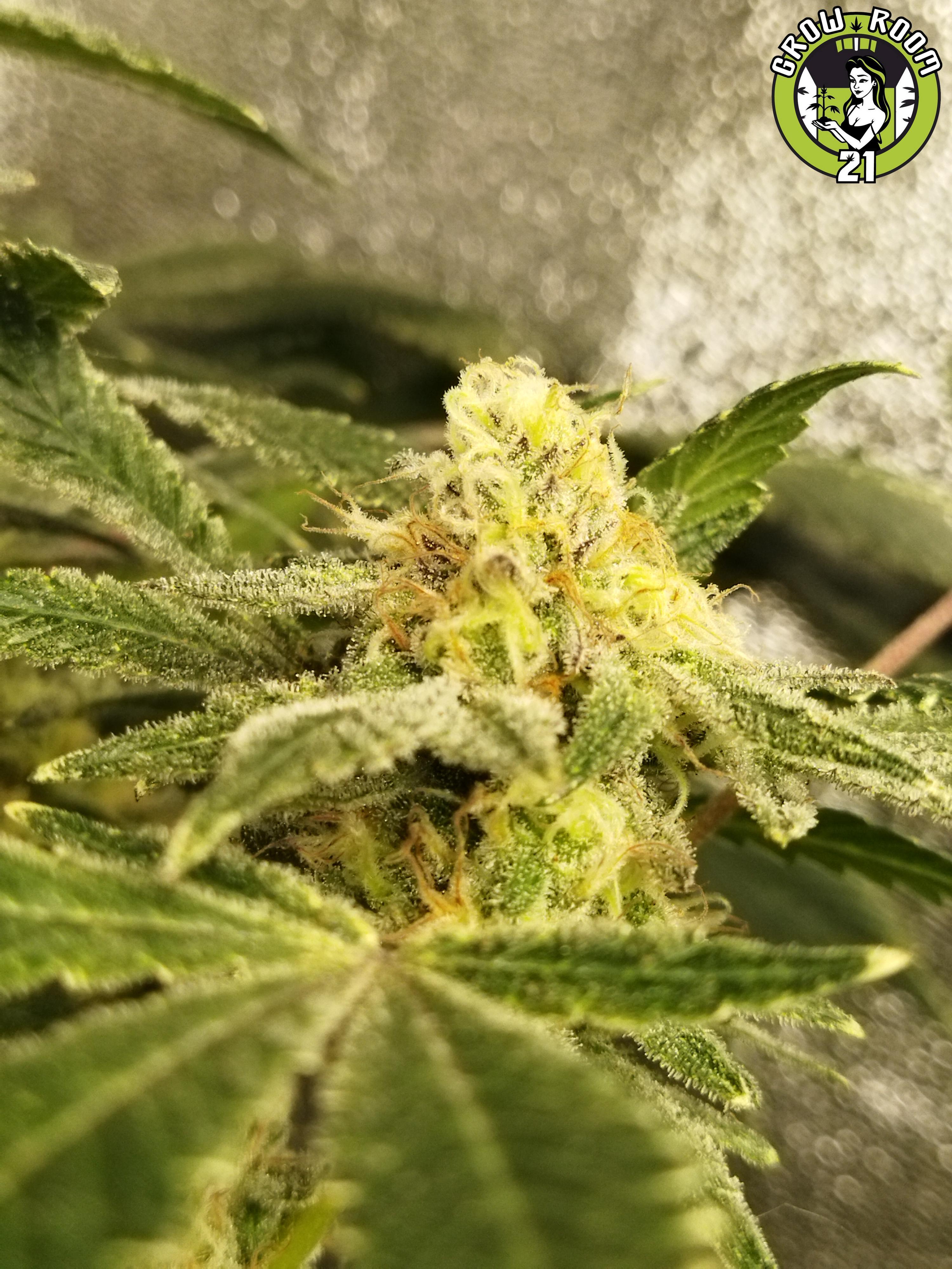 Bild von Súper Garlic Haze