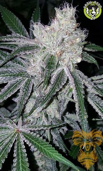 Bild von Super Sour Dosidos