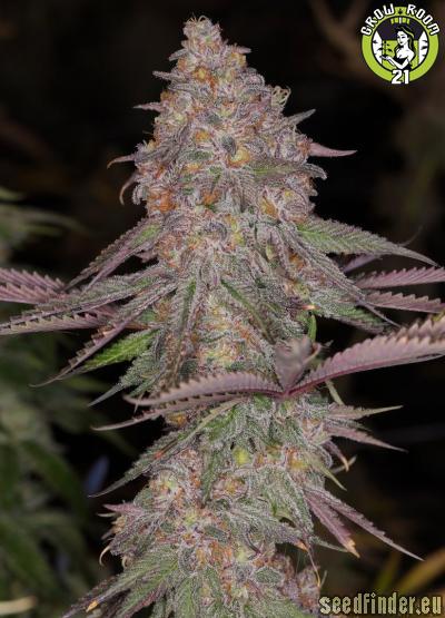 Bild von Top of The Muffin