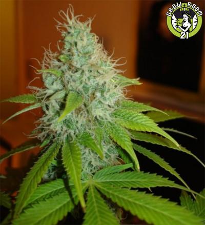 Bild von Sour Diesel