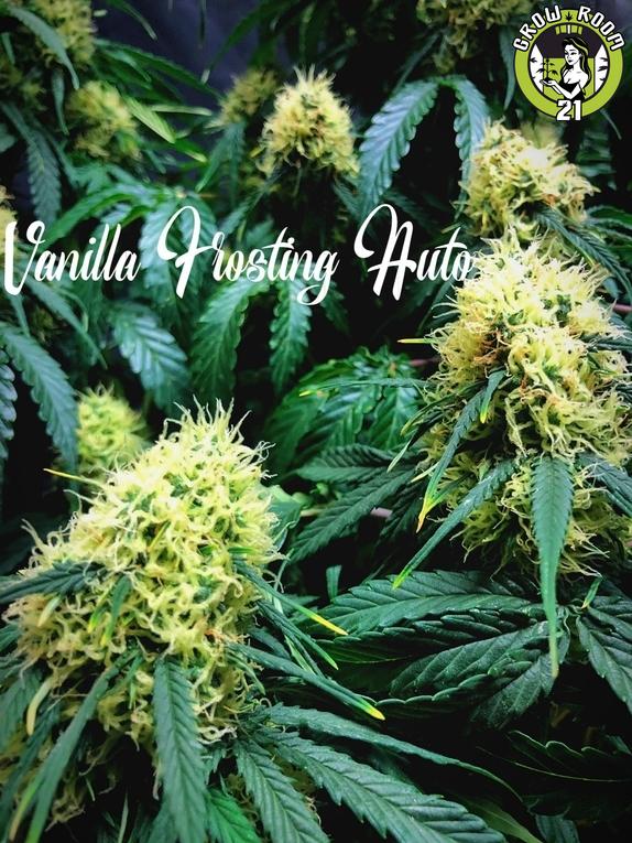 Bild von Vanilla Frosting Auto
