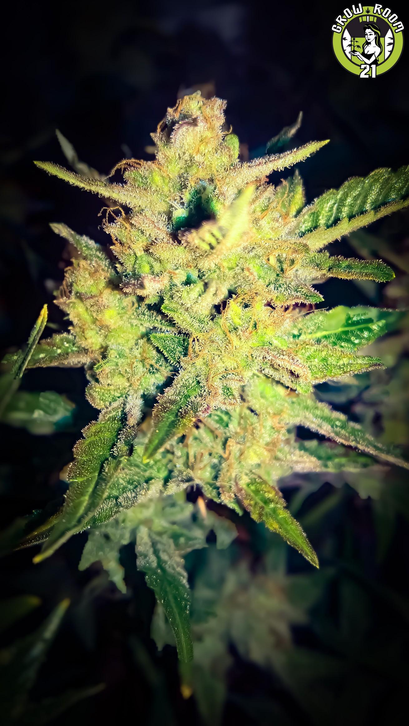 Bild von Auto Grape Pie