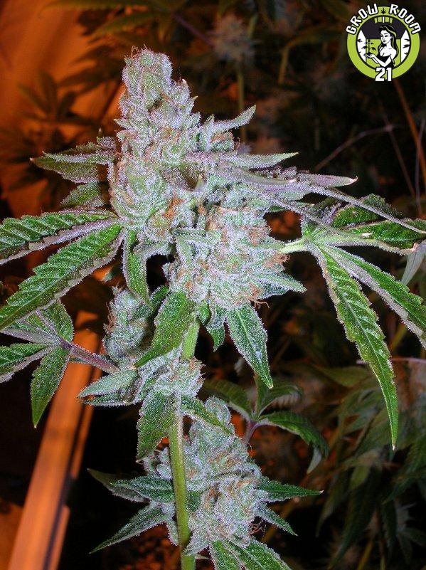 Bild von Tahoe OG Kush
