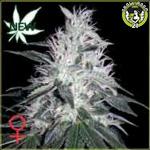 Bild von Chemdog