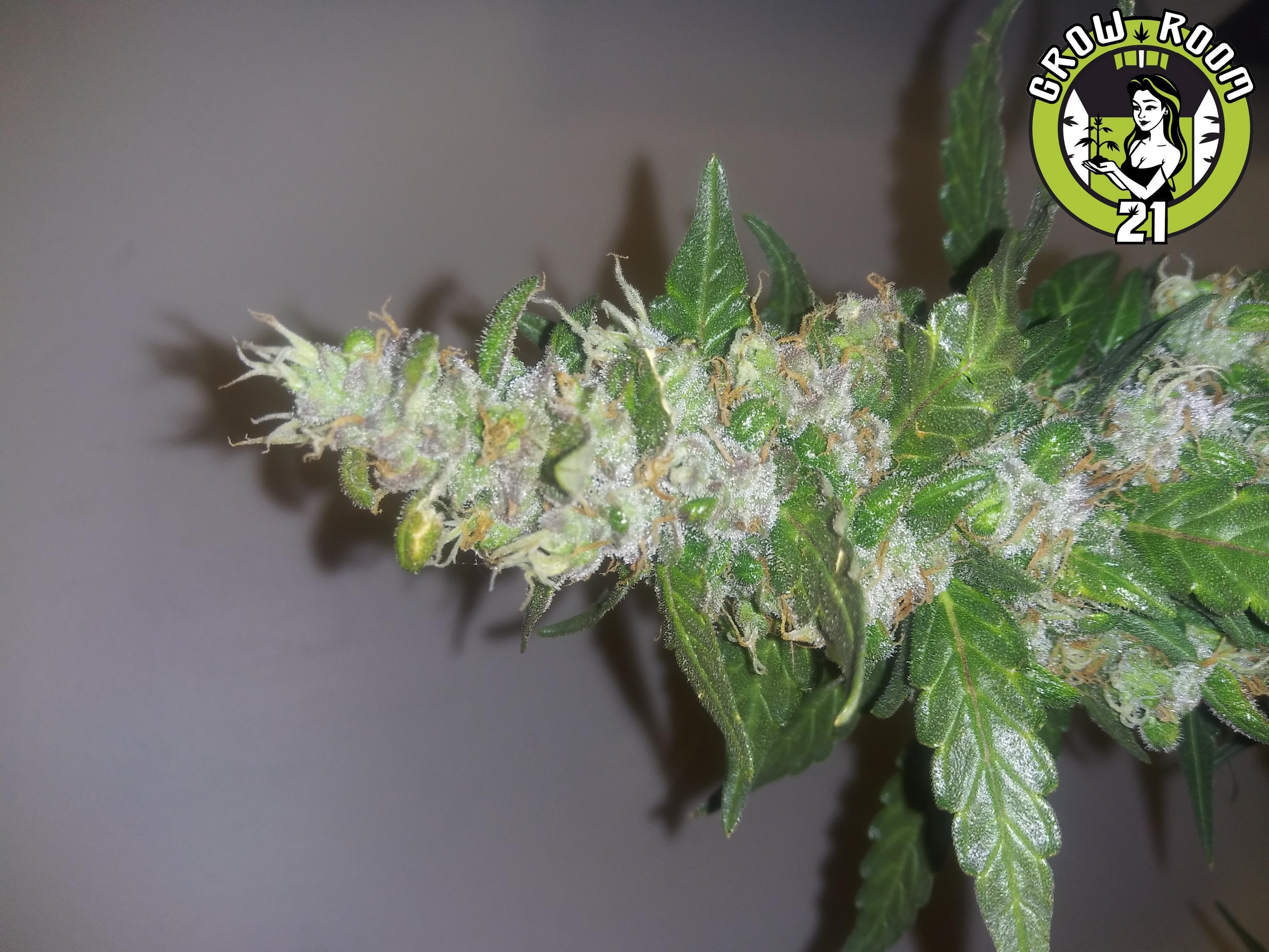 Bild von Kush Cloud Amnesia