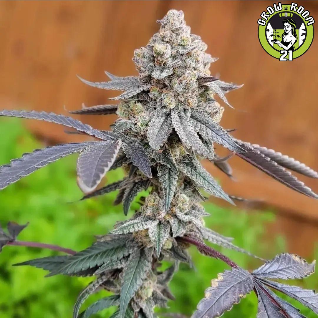 Bild von Post Wedding Pink