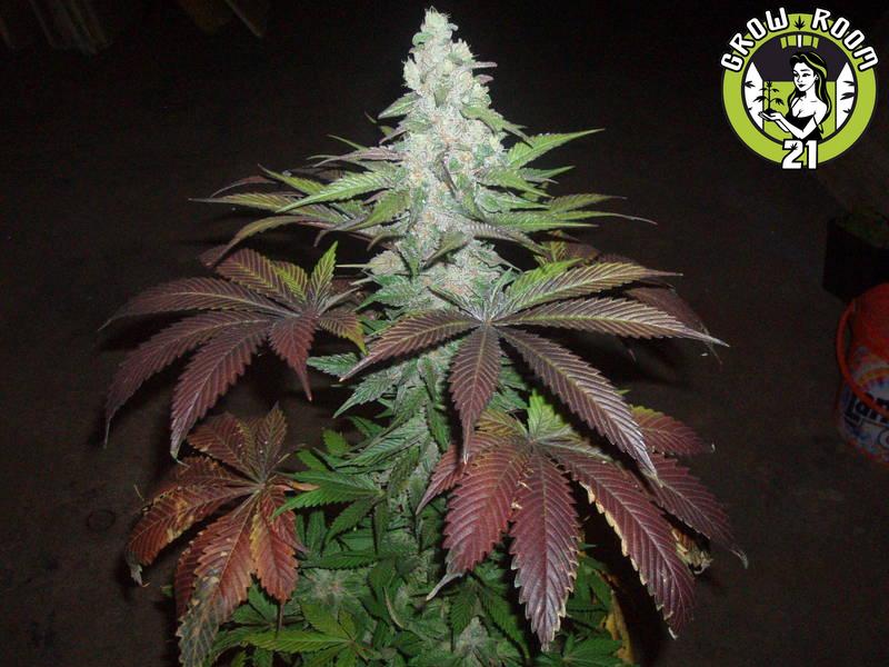 Bild von X-Kush 1