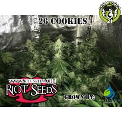 Bild von 26 Cookies