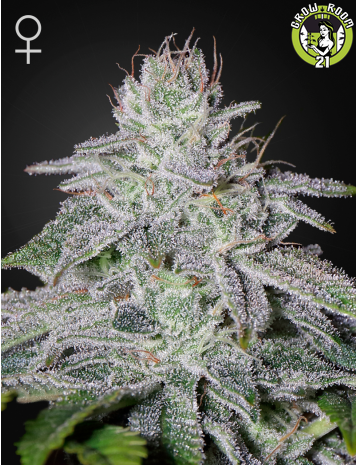 Bild von Francos Lemon Cheese