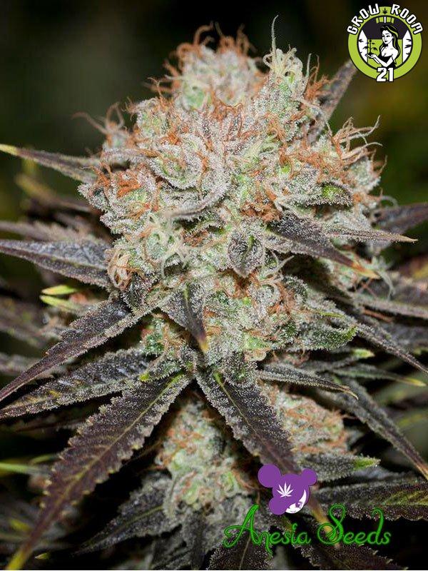 Bild von Chocolate Haze