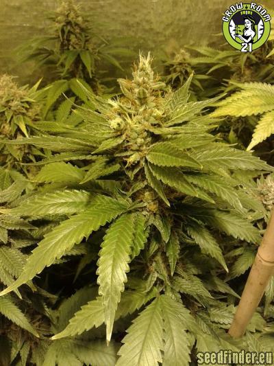 Bild von Iced Pineapple