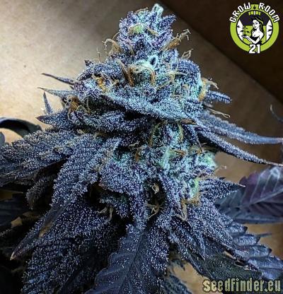 Bild von Afternoon Delights