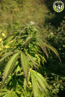Bild von Indica Diablo