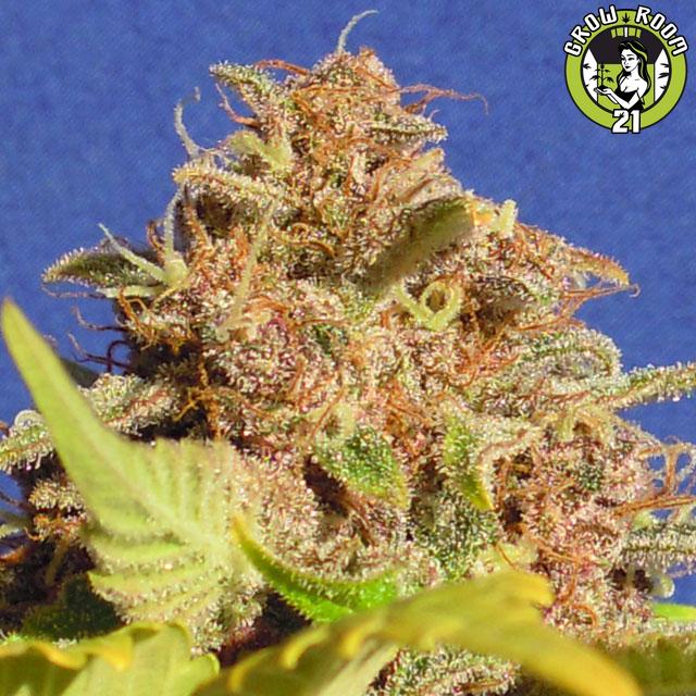 Bild von Wedding Cake Auto