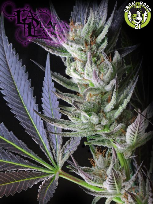 Bild von Alien Bubba Berry