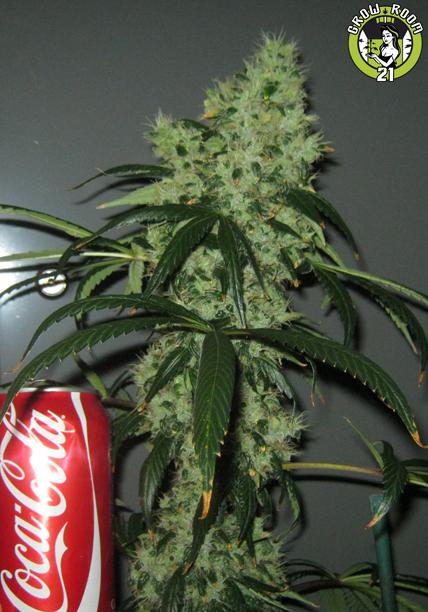 Bild von Iranian Diesel