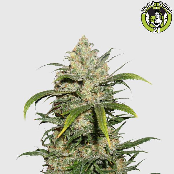 Bild von Irish Cheese