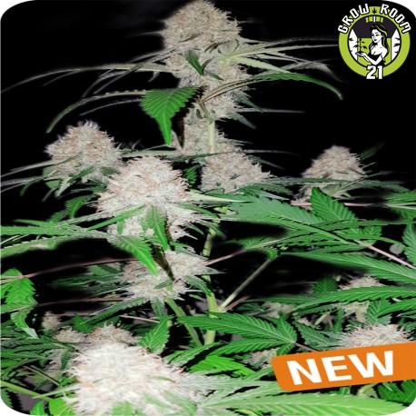 Bild von Island Mango Kush