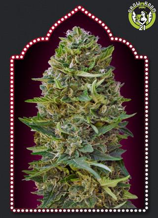 Bild von Caramel Kush