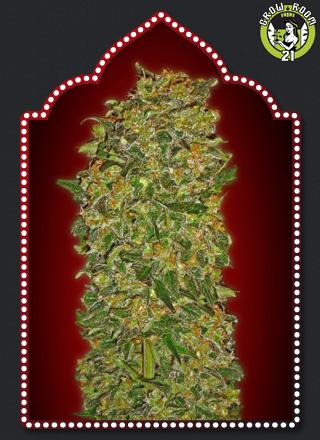 Bild von Chocolate Kush
