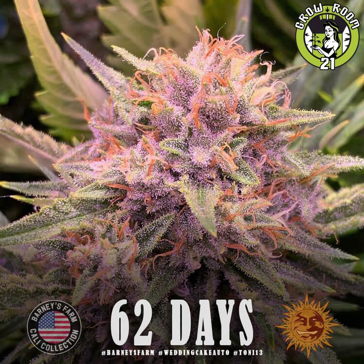 Bild von Wedding Cake Auto