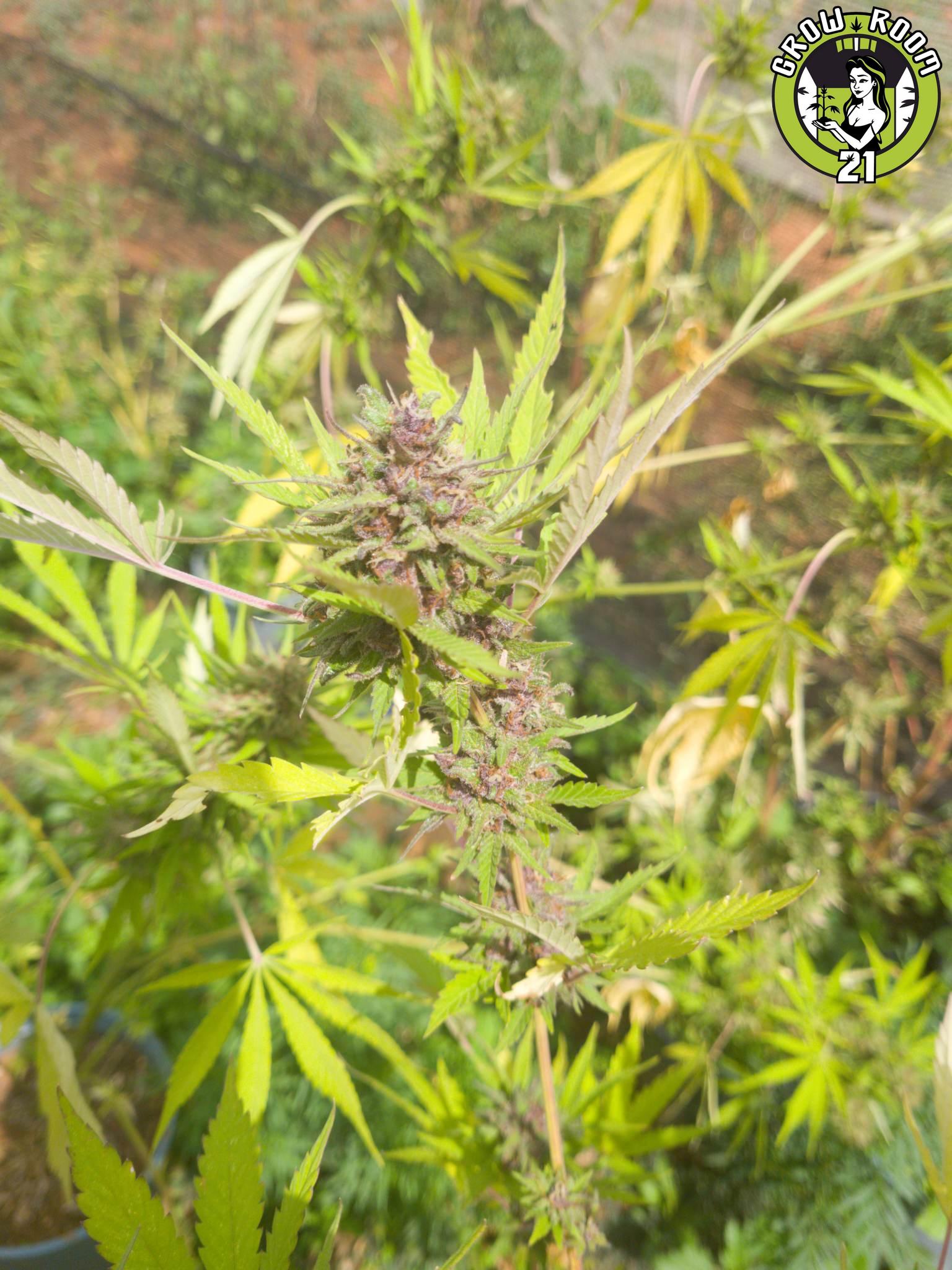 Bild von Ma Se Kush