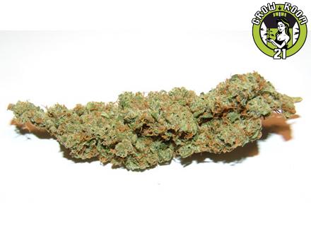 Bild von Amnesia Haze