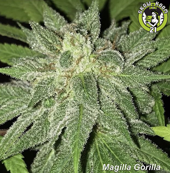 Bild von Magilla Gorilla
