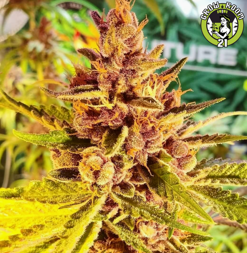 Bild von Magnum Pie